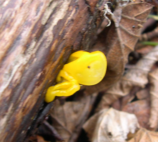 funghetti sconosciuti